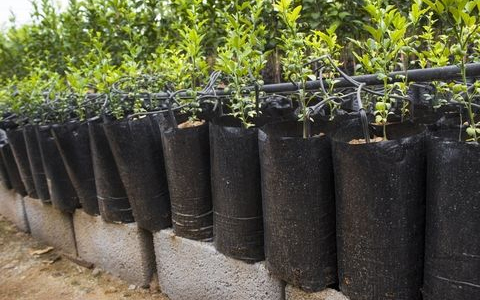 Compostable Nursery Bags